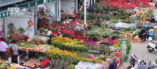 年貨市場(chǎng)購(gòu)銷兩旺 花卉禮盒映紅新春